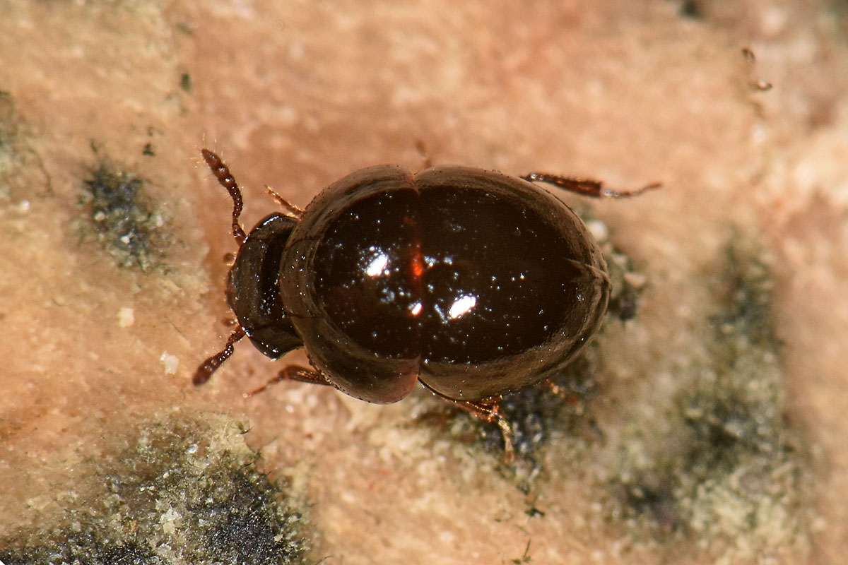 Leiodidae: maschio di Agathidium atrum